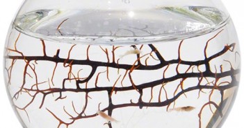 Gifts for Zen Men – mini ecosphere for your desk ecosphere