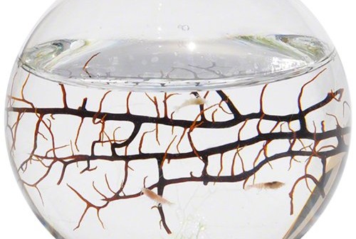 Gifts for Zen Men – mini ecosphere for your desk ecosphere